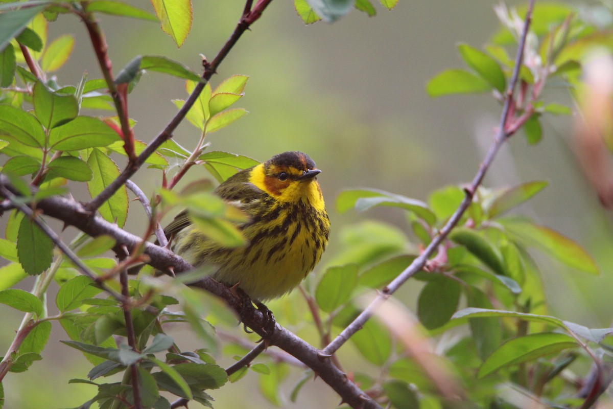 Cape May Warbler - ML630510775