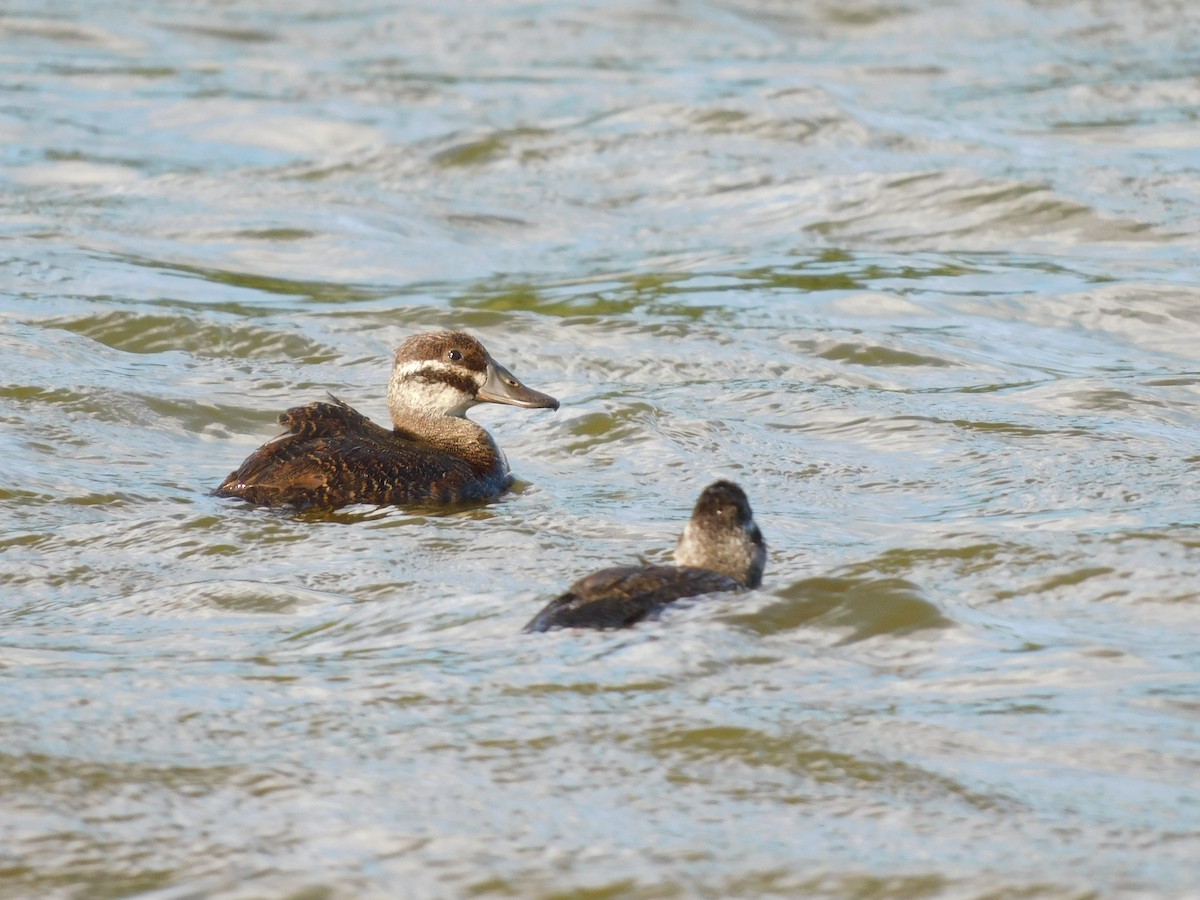 Lake Duck - ML630510802