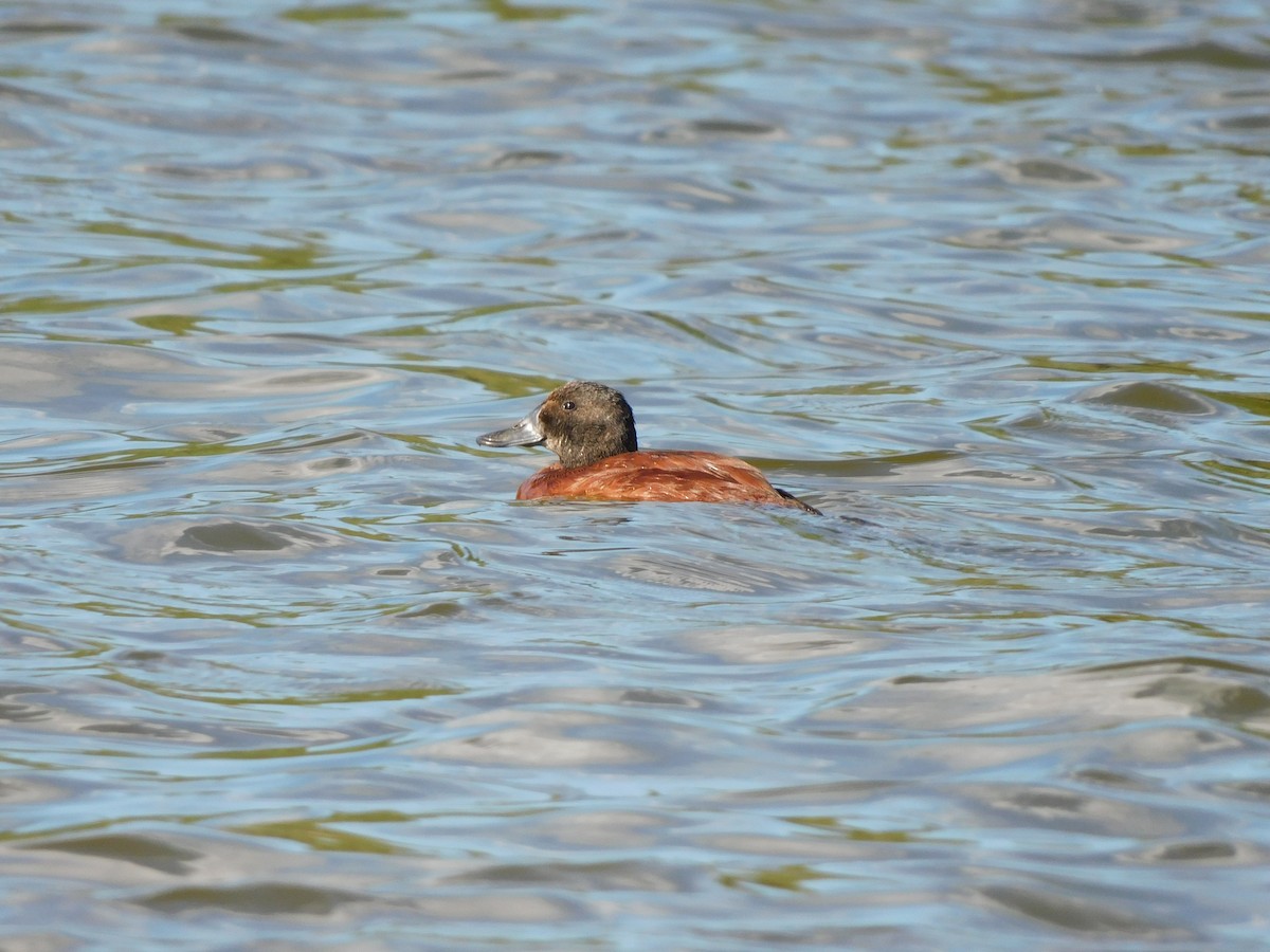 Lake Duck - ML630510820