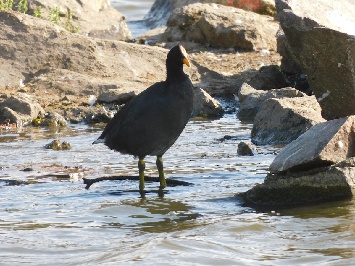 Red-fronted Coot - ML630510886