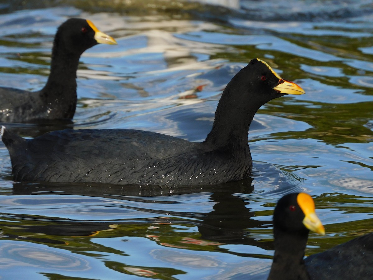 Red-gartered Coot - ML630510909