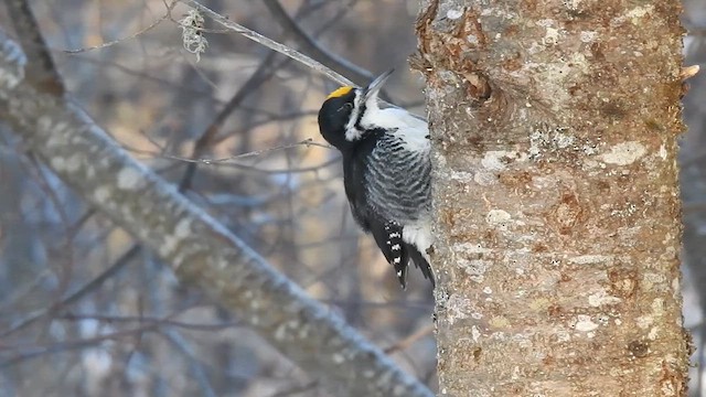 Black-backed Woodpecker - ML630510932