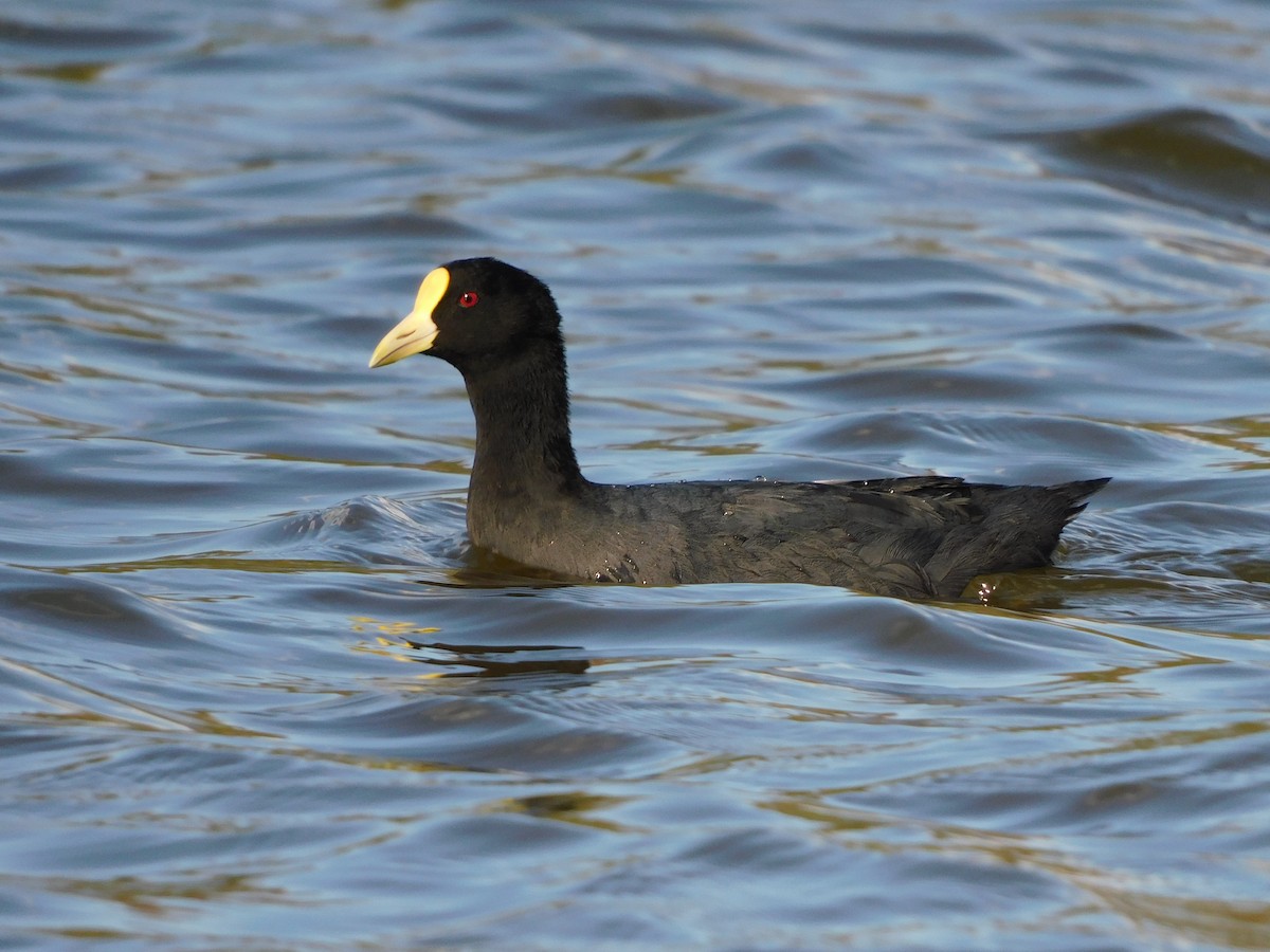 White-winged Coot - ML630510976