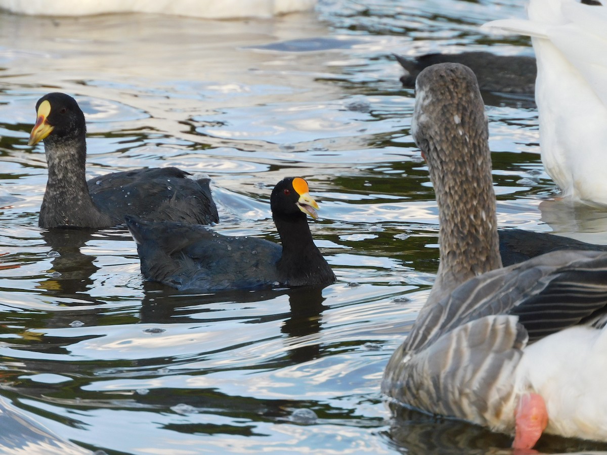 White-winged Coot - ML630511000