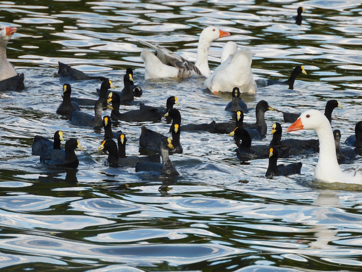 White-winged Coot - ML630511017