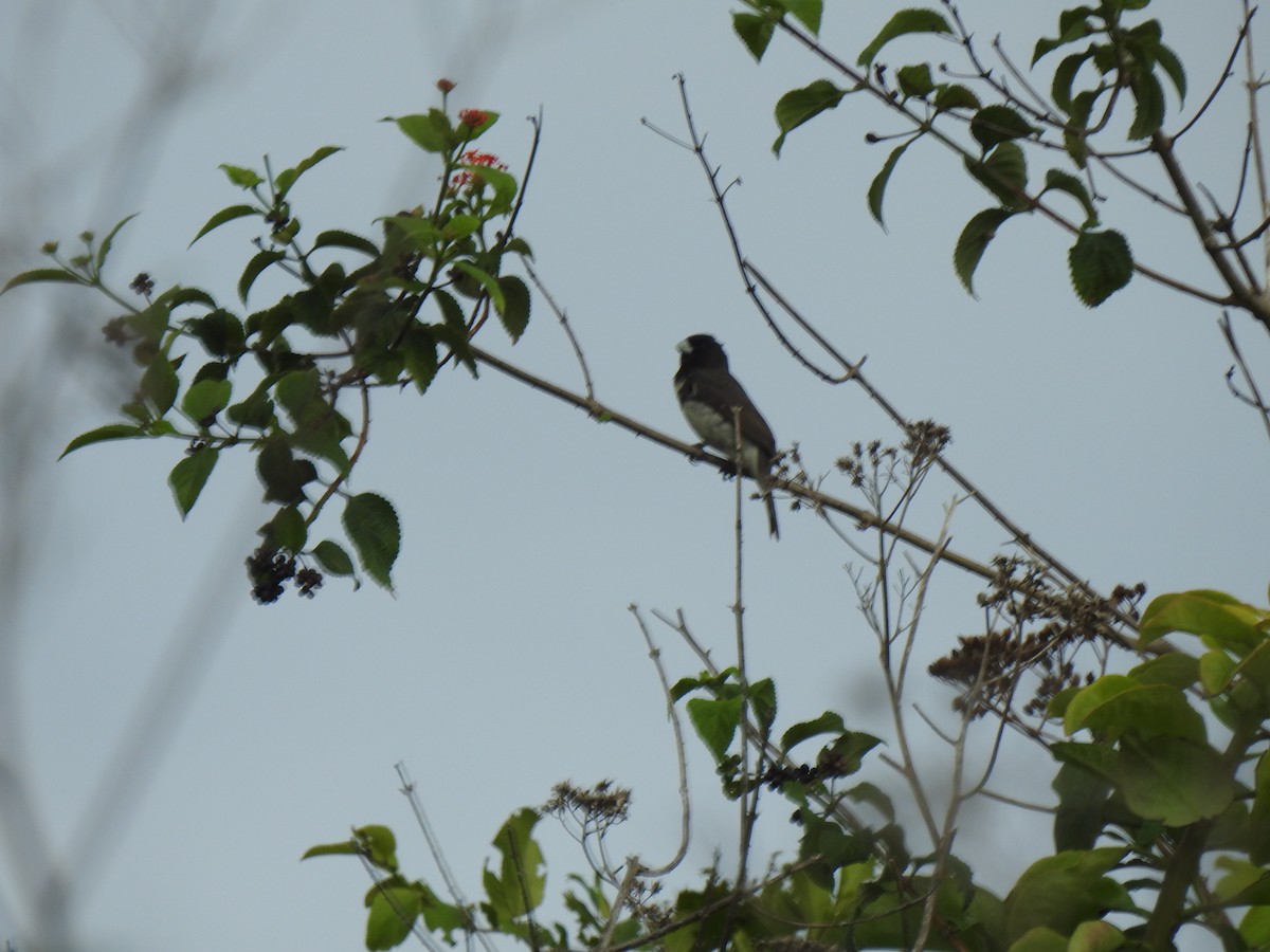 Yellow-bellied Seedeater - ML630511021