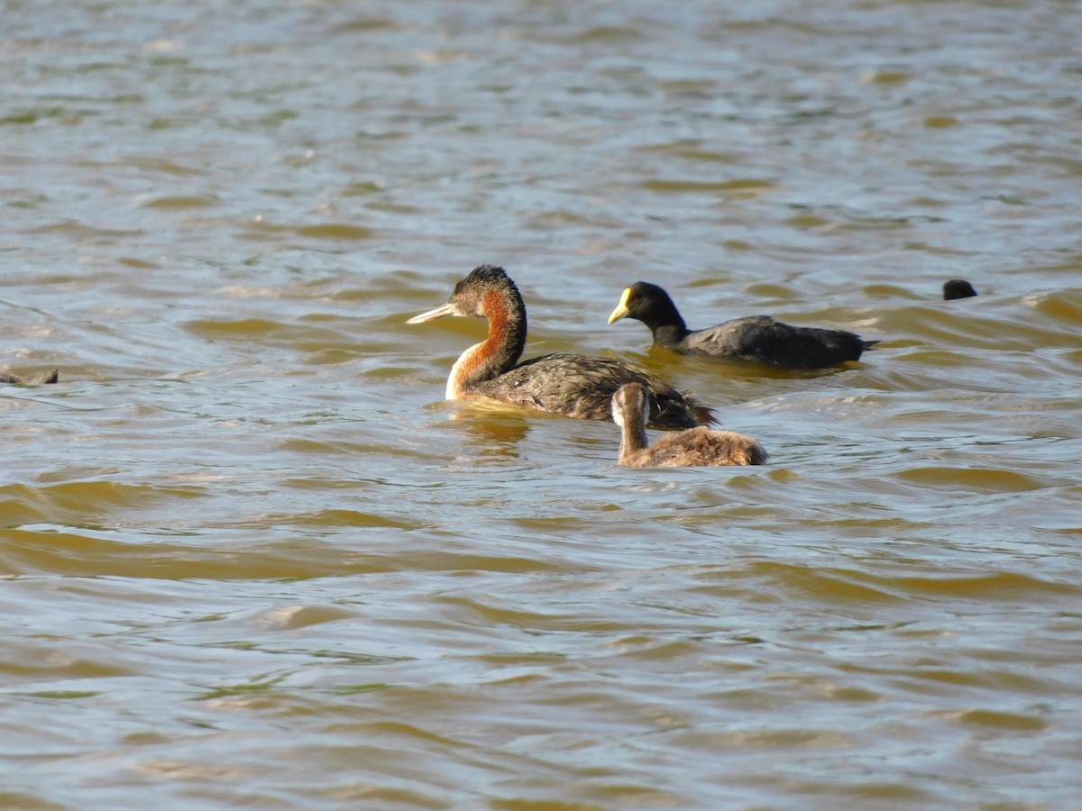Great Grebe - ML630511028