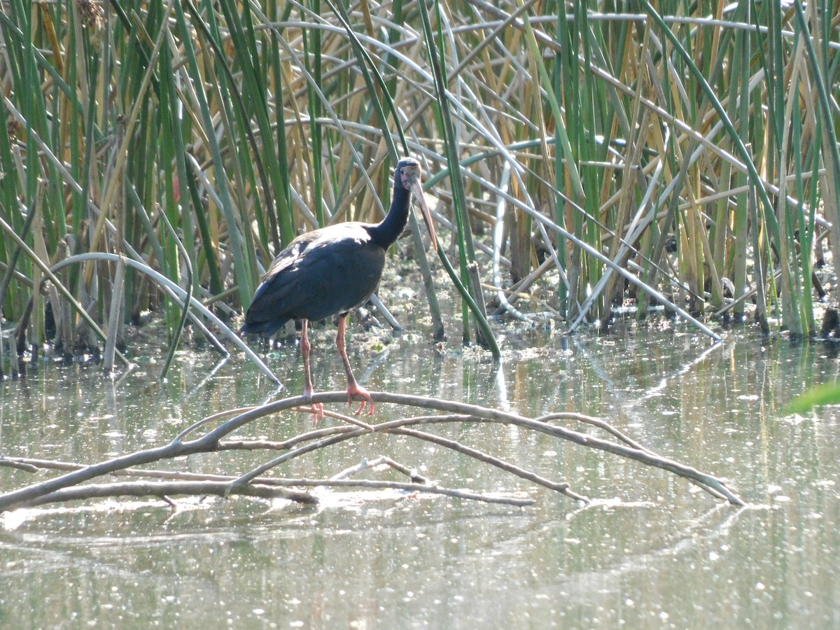 Bare-faced Ibis - ML630511040