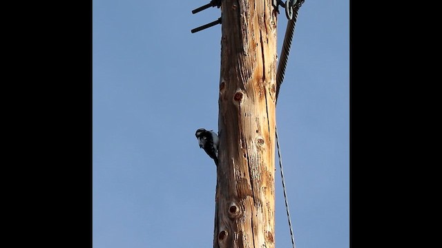strakapoud americký (ssp. orius/icastus) - ML630511291