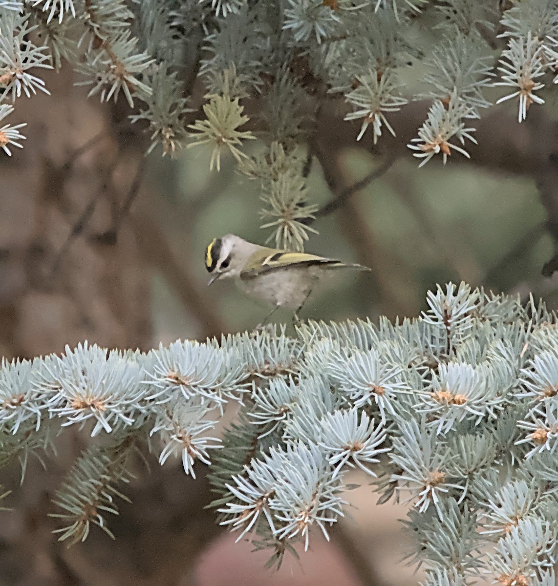 Golden-crowned Kinglet - ML630511424