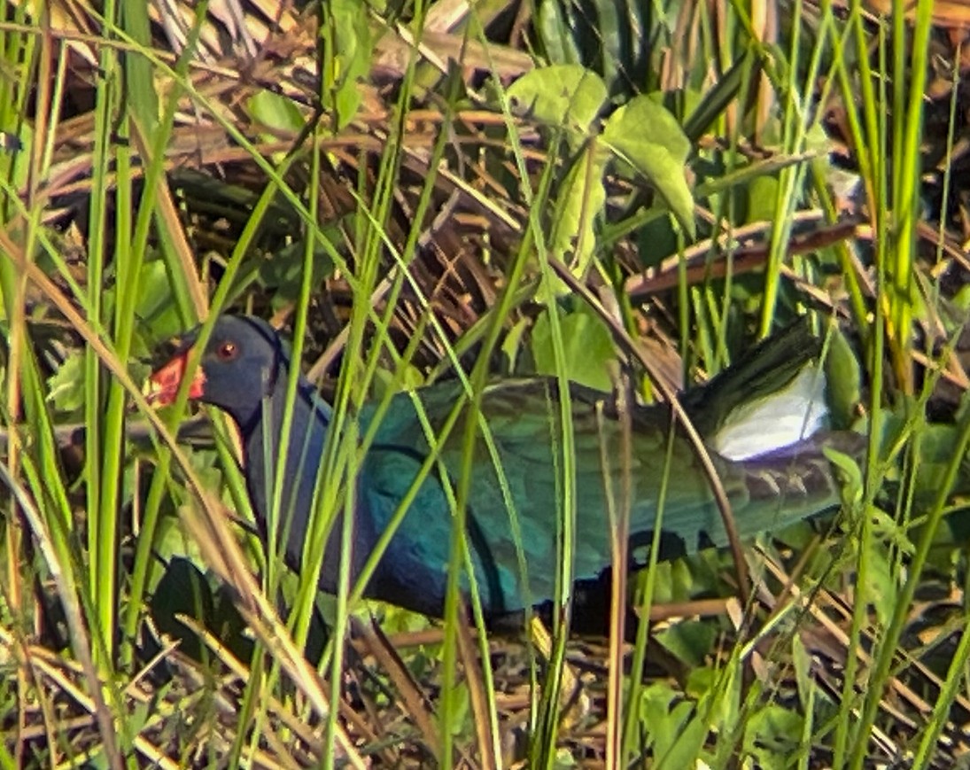 slípka žlutonohá - ML630511484