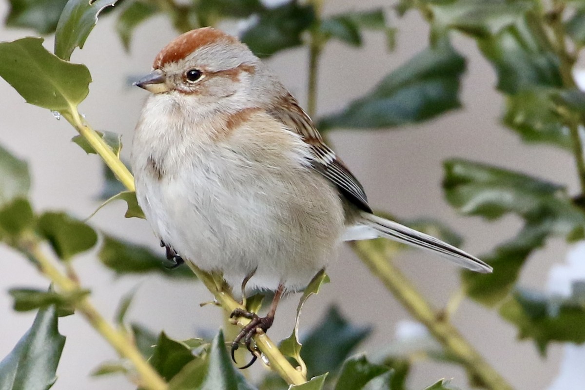 ムナフヒメドリ - ML630511534