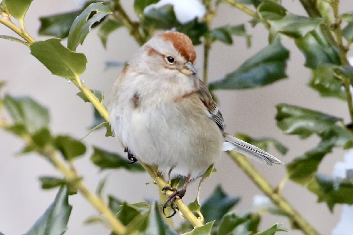 ムナフヒメドリ - ML630511535