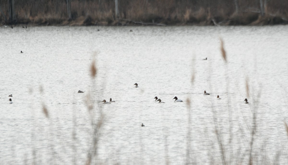 Canvasback - ML630511919
