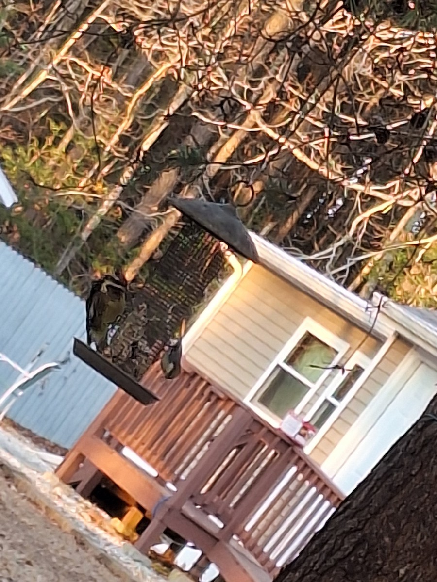 Yellow-bellied Sapsucker - ML630511955