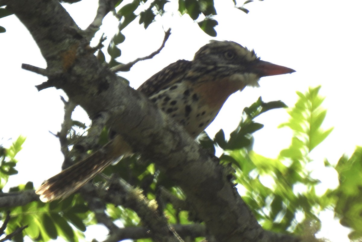 Spot-backed Puffbird - ML630512030