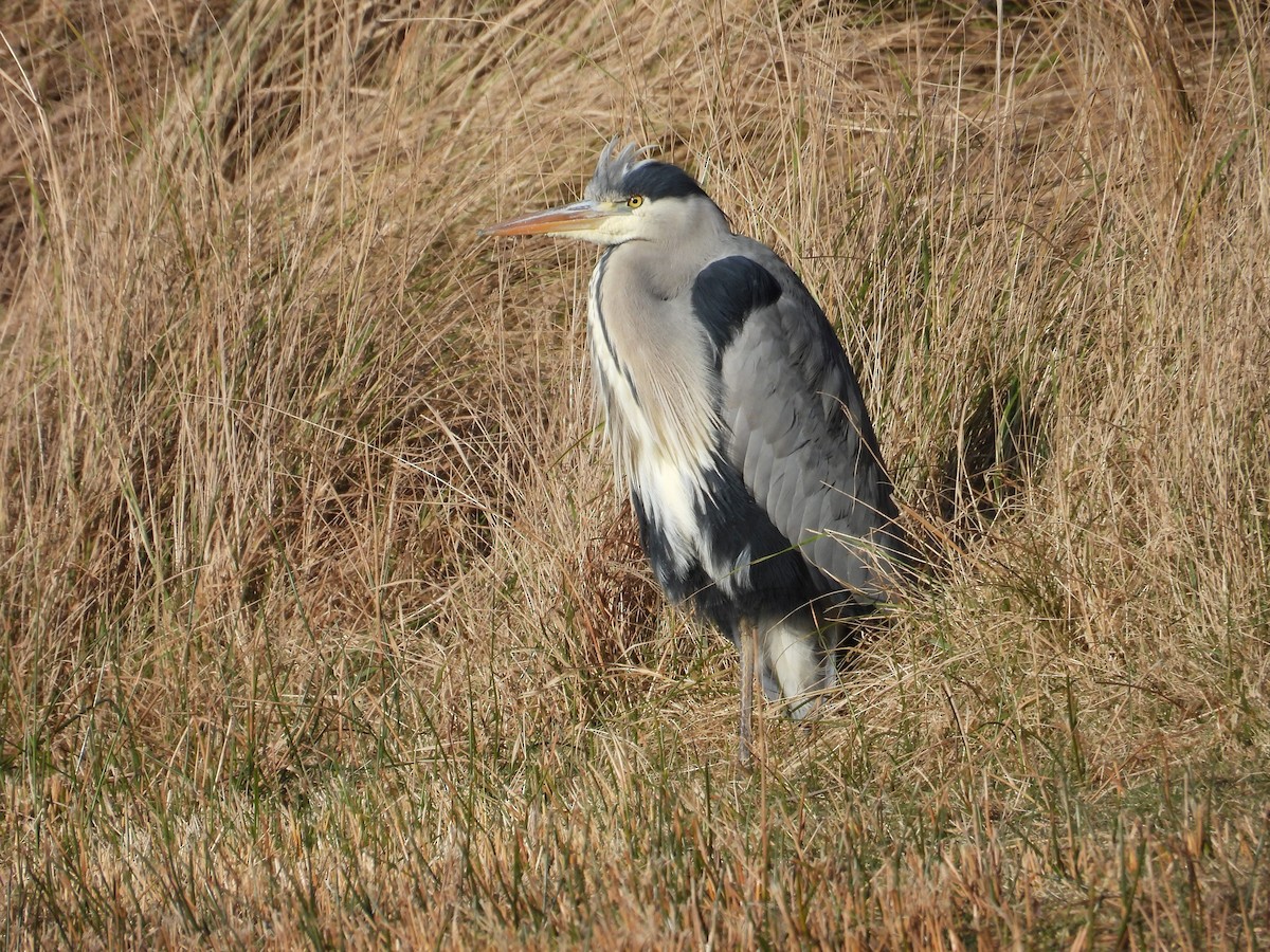 Gray Heron (Gray) - ML630512032