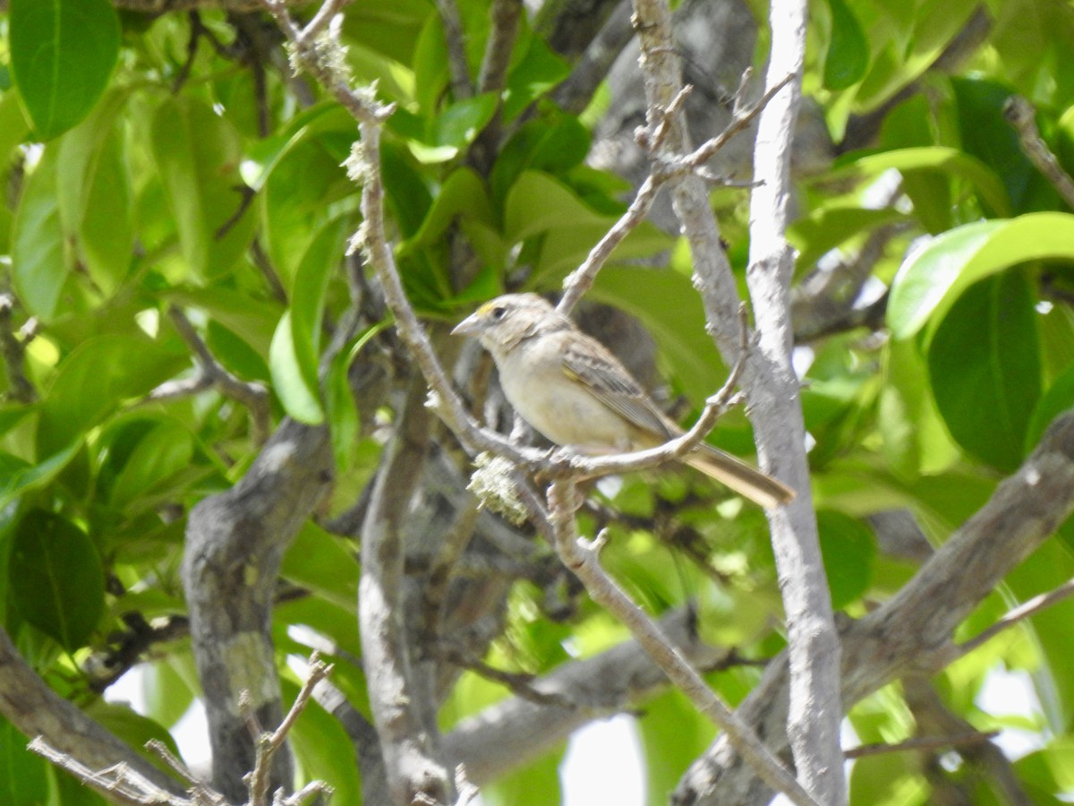Grassland Sparrow - ML630512061