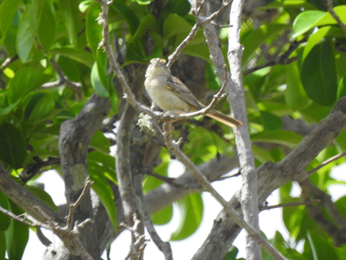Grassland Sparrow - ML630512062