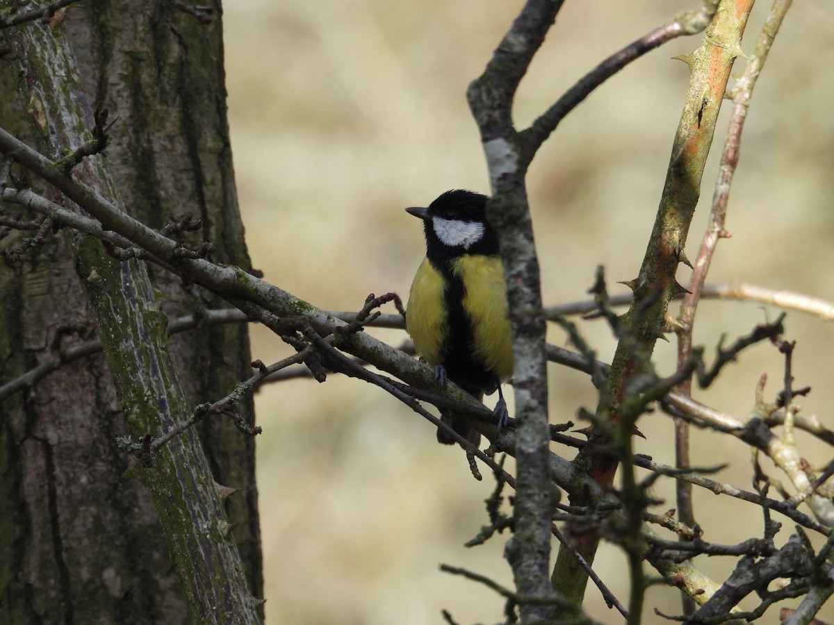 Great Tit (Great) - ML630512088