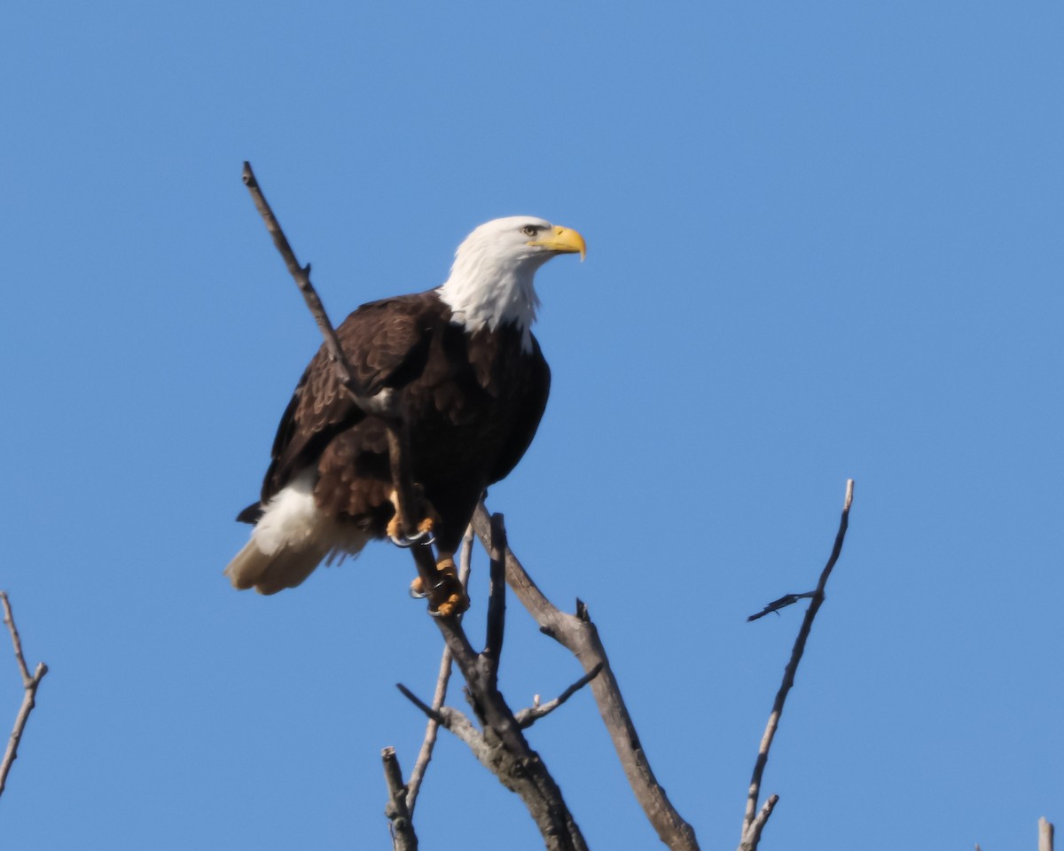 Bald Eagle - ML630512346