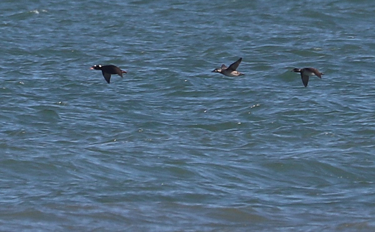 Surf Scoter - ML630512395