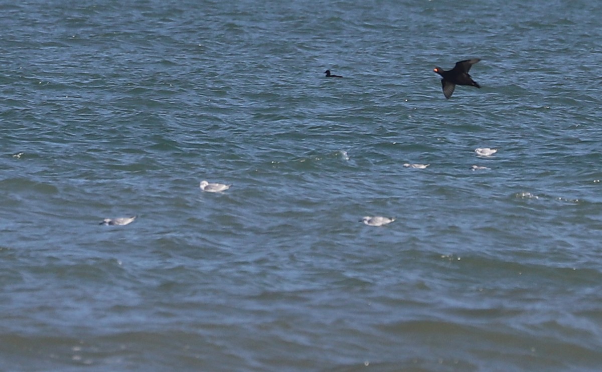 Black Scoter - ML630512398