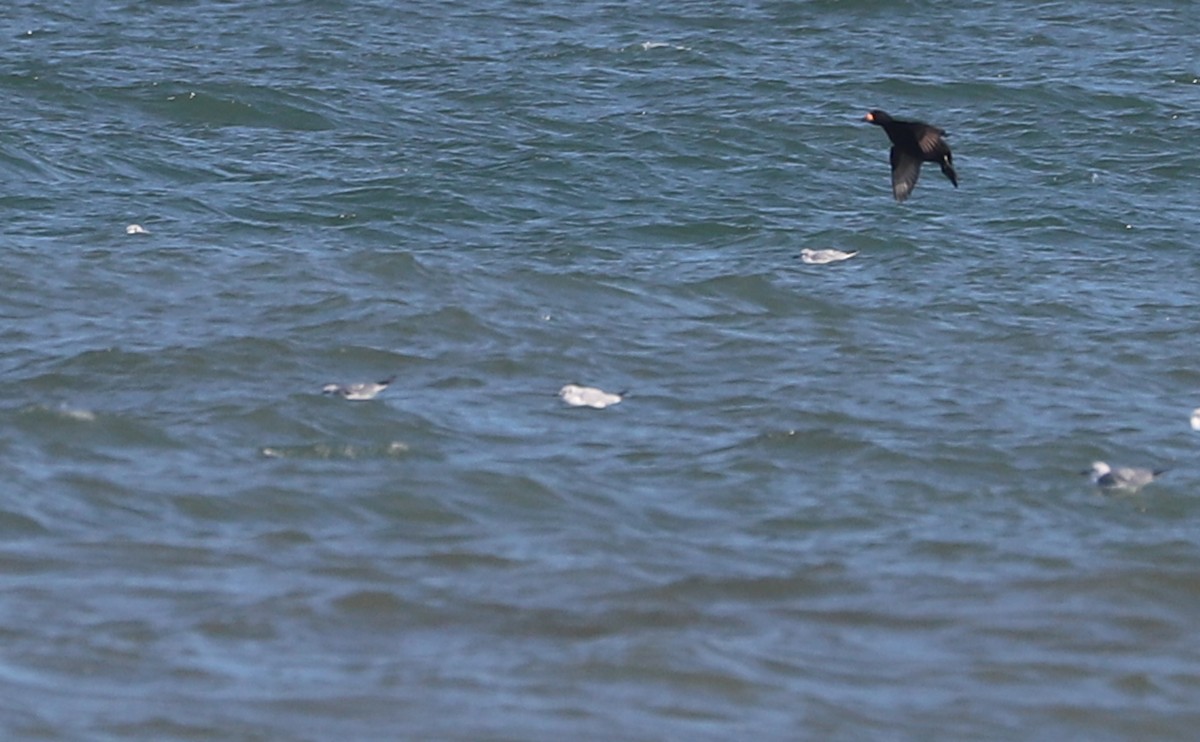 Black Scoter - ML630512400
