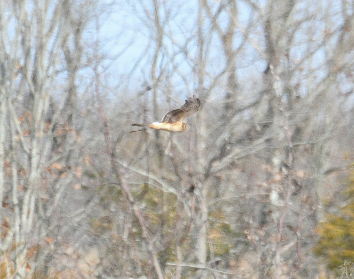 Northern Harrier - ML630512402