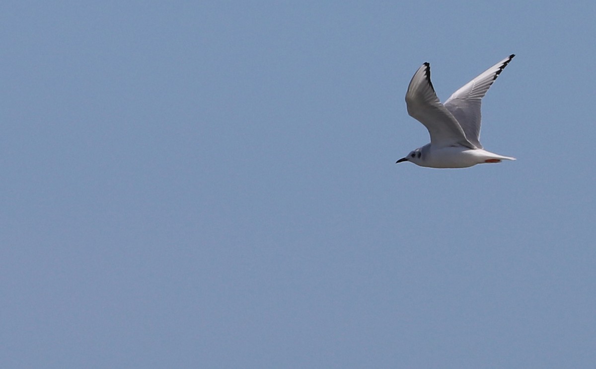 Bonaparte's Gull - ML630512404