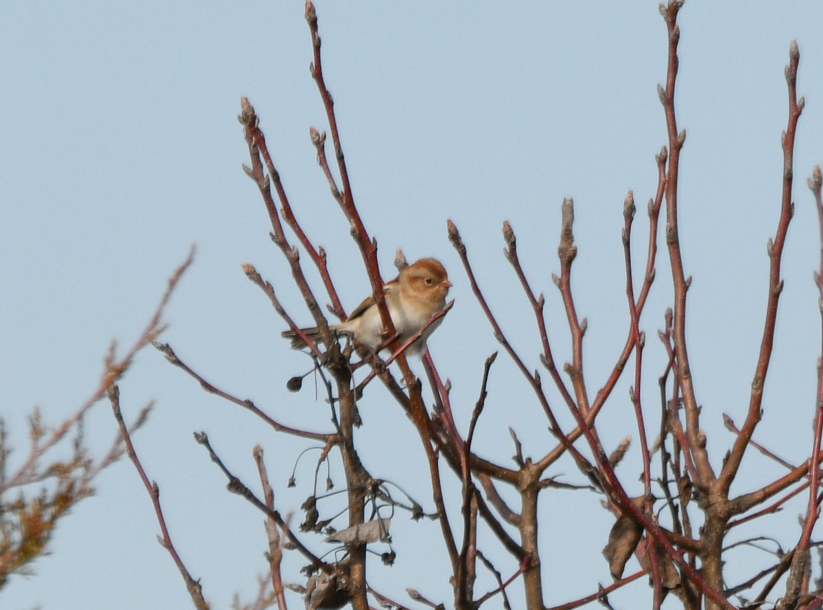 Field Sparrow - ML630512407