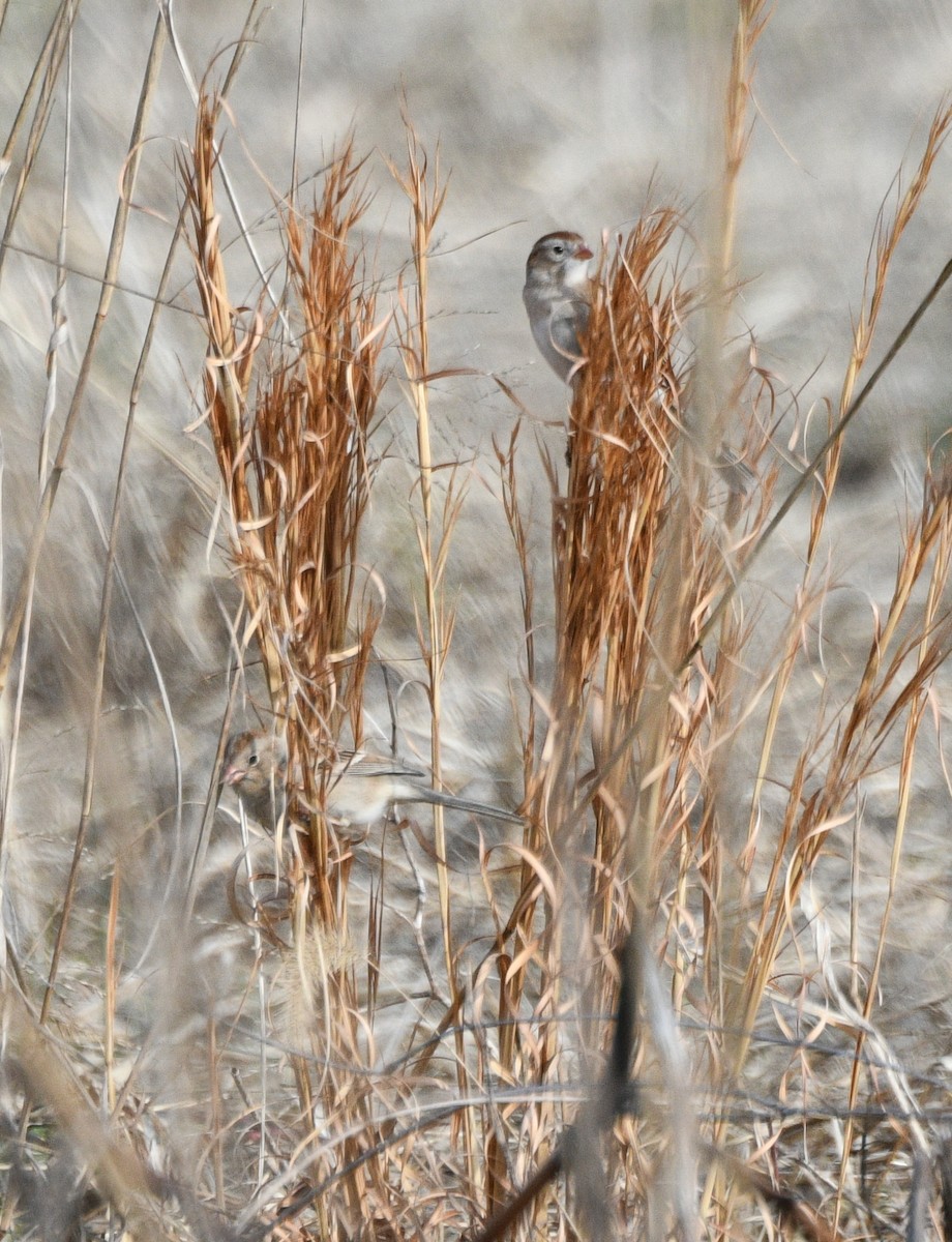 Field Sparrow - ML630512408