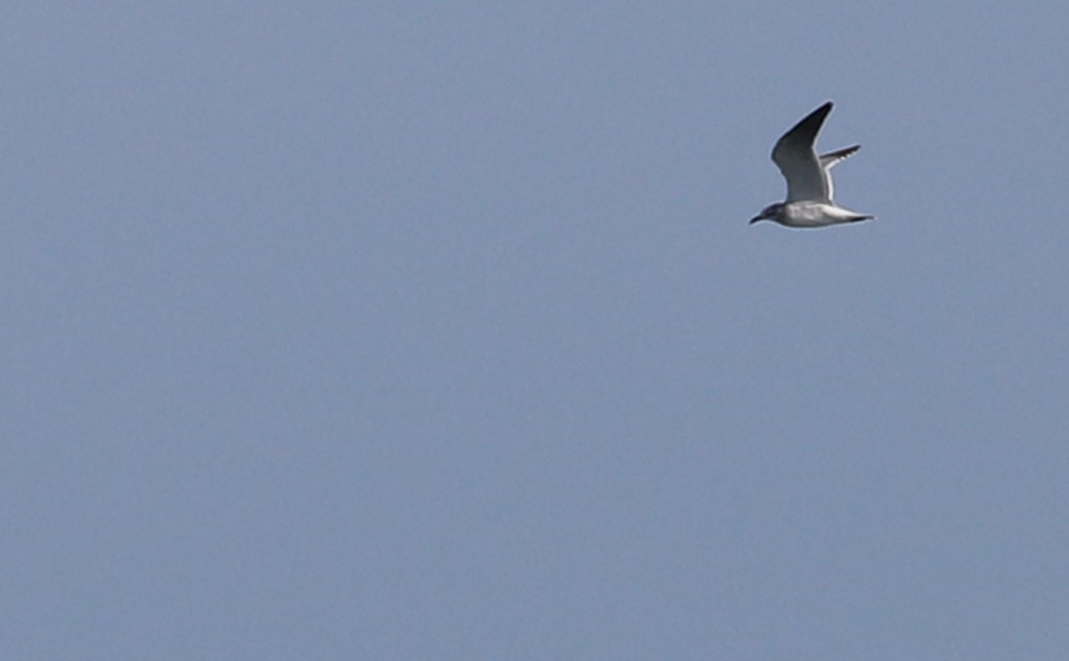 Laughing Gull - ML630512411