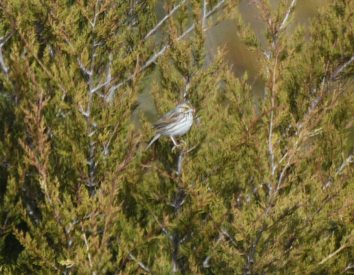 Savannah Sparrow - ML630512413