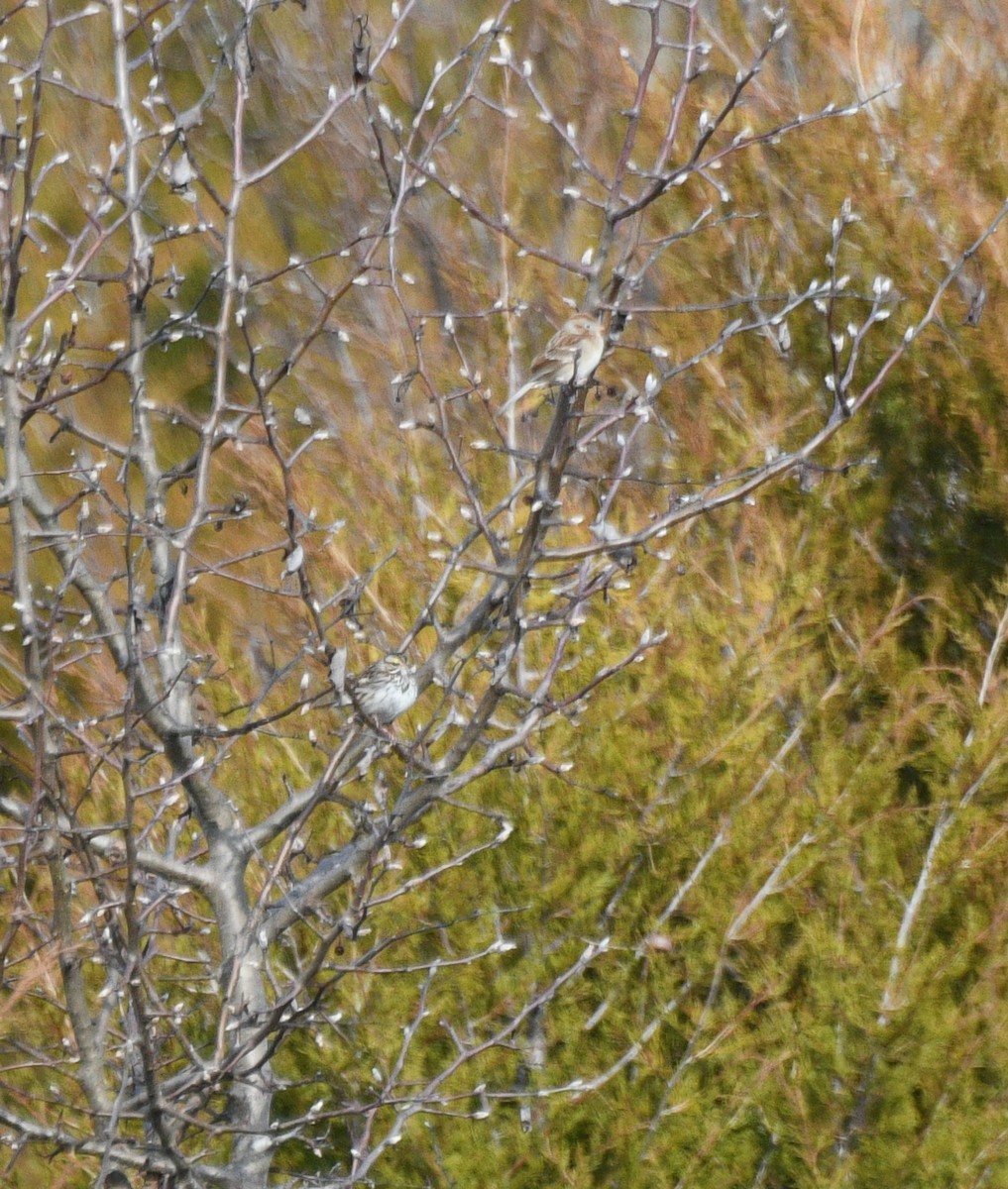 Savannah Sparrow - ML630512414