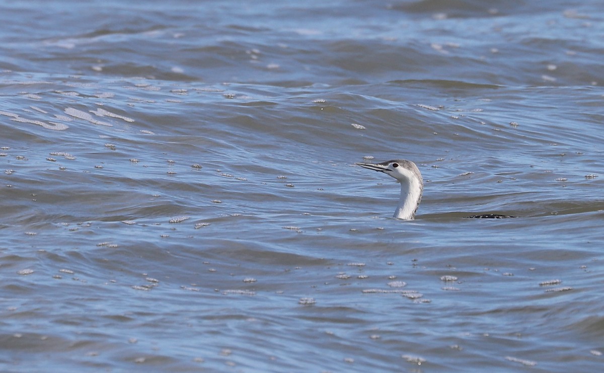 Red-throated Loon - ML630512417