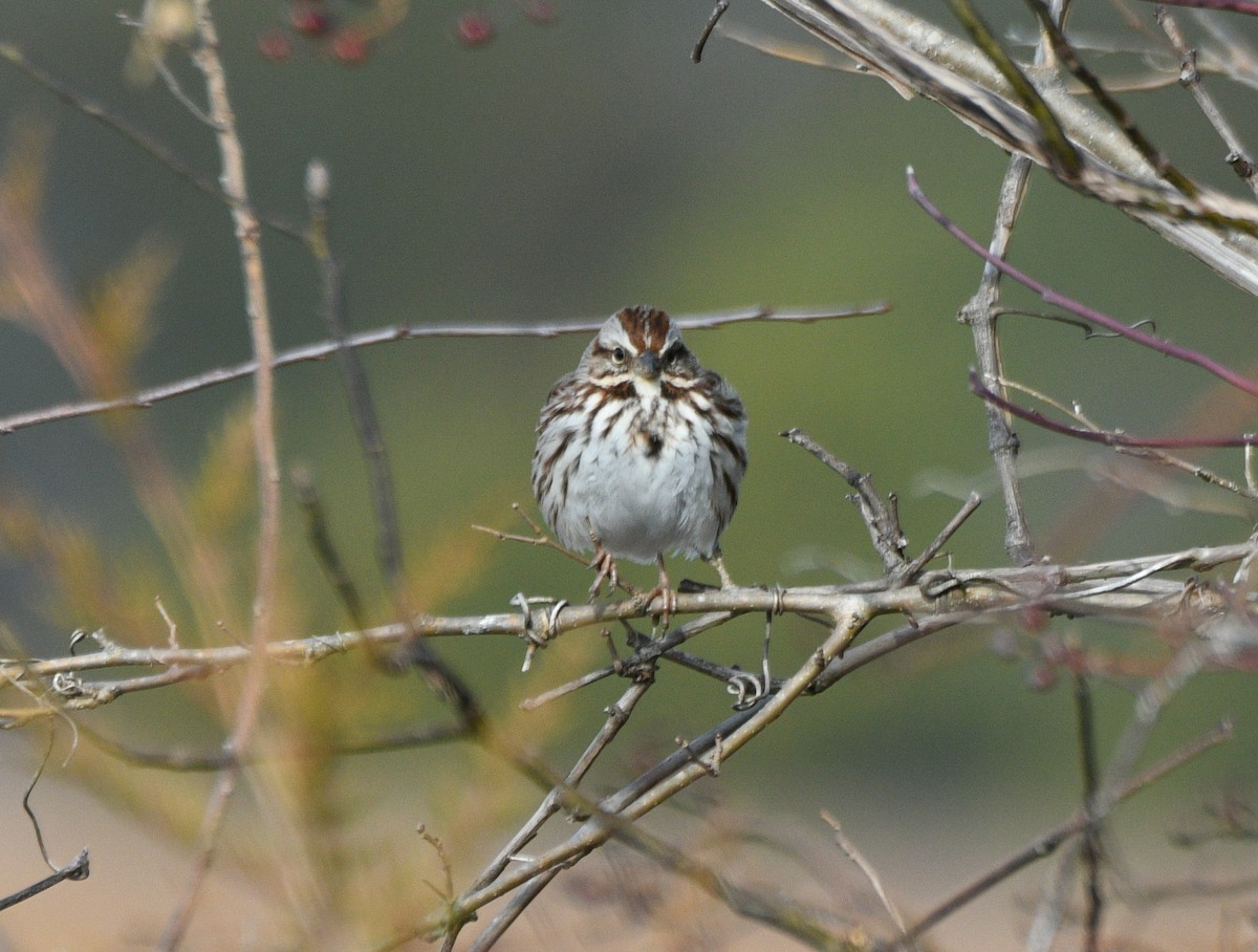 Song Sparrow - ML630512419