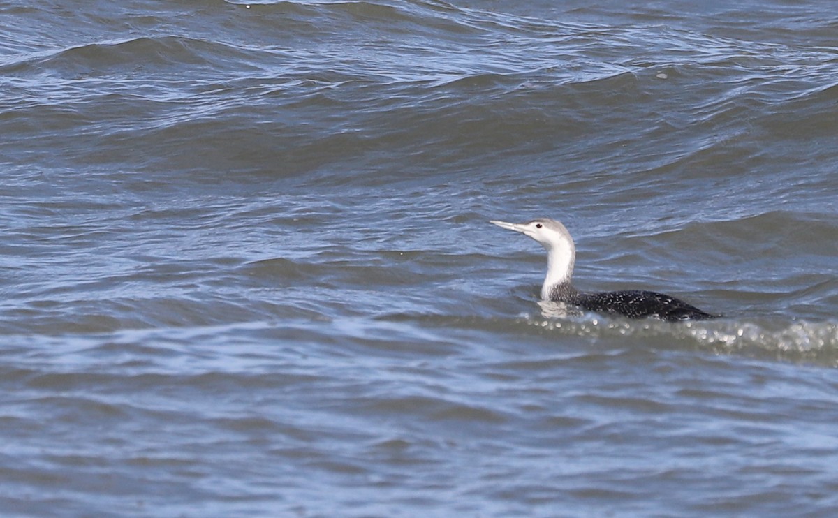 Red-throated Loon - ML630512420