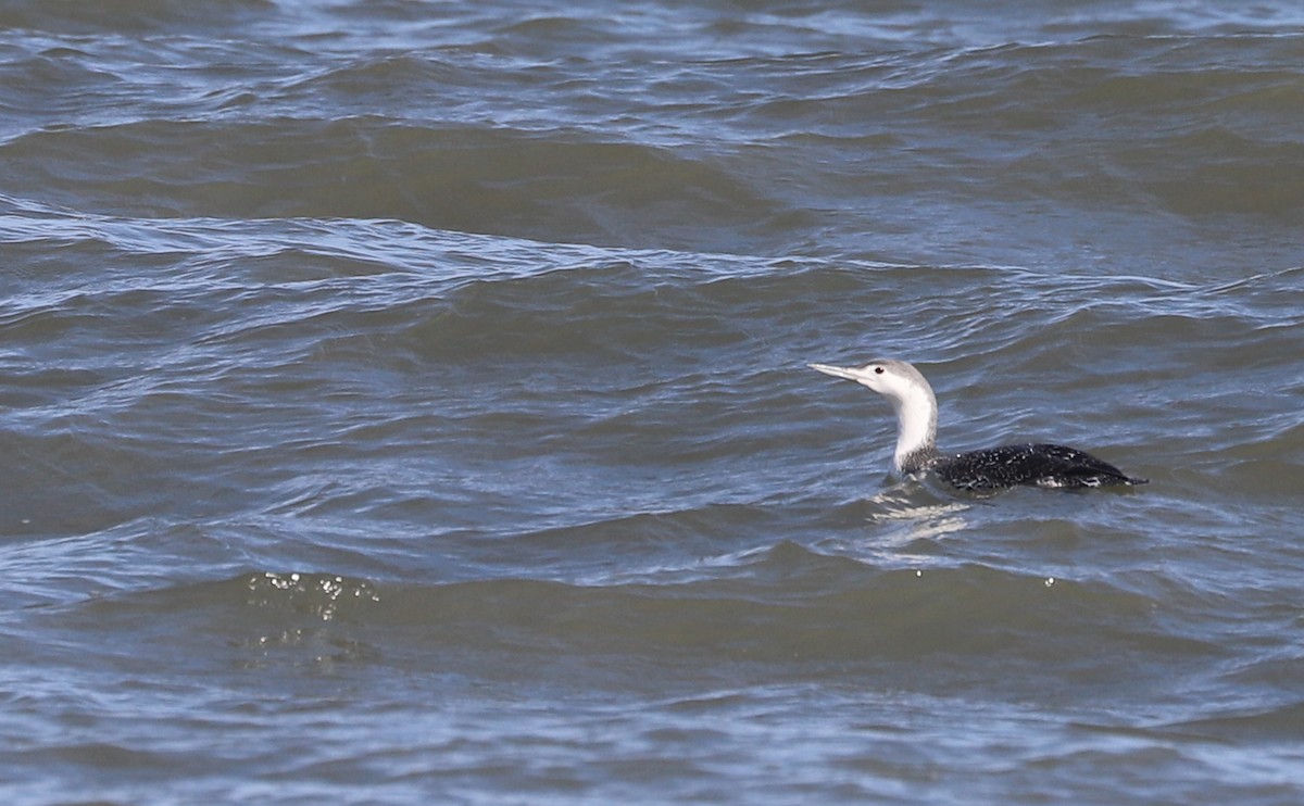 Red-throated Loon - ML630512421