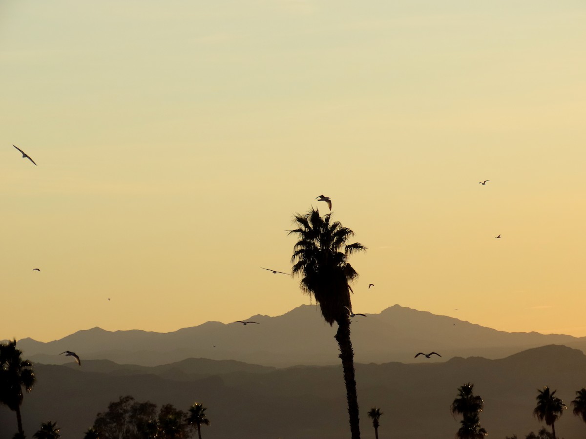 Gavina americana - ML630512429