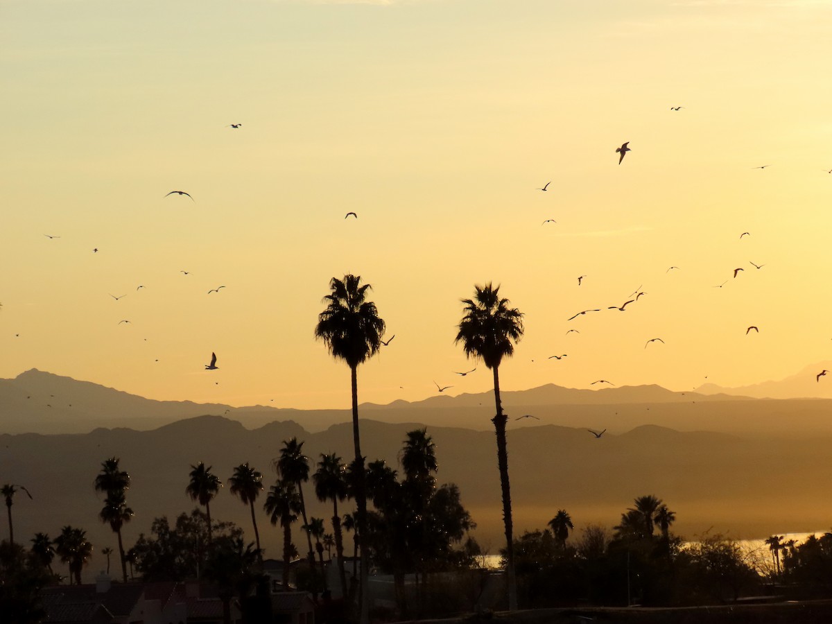 Gavina americana - ML630512430