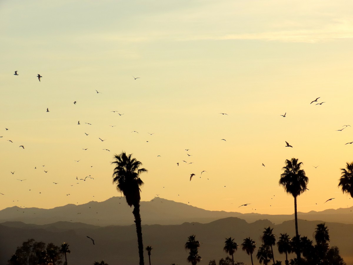 Gavina americana - ML630512431