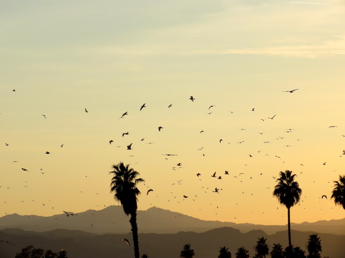 Gavina americana - ML630512432