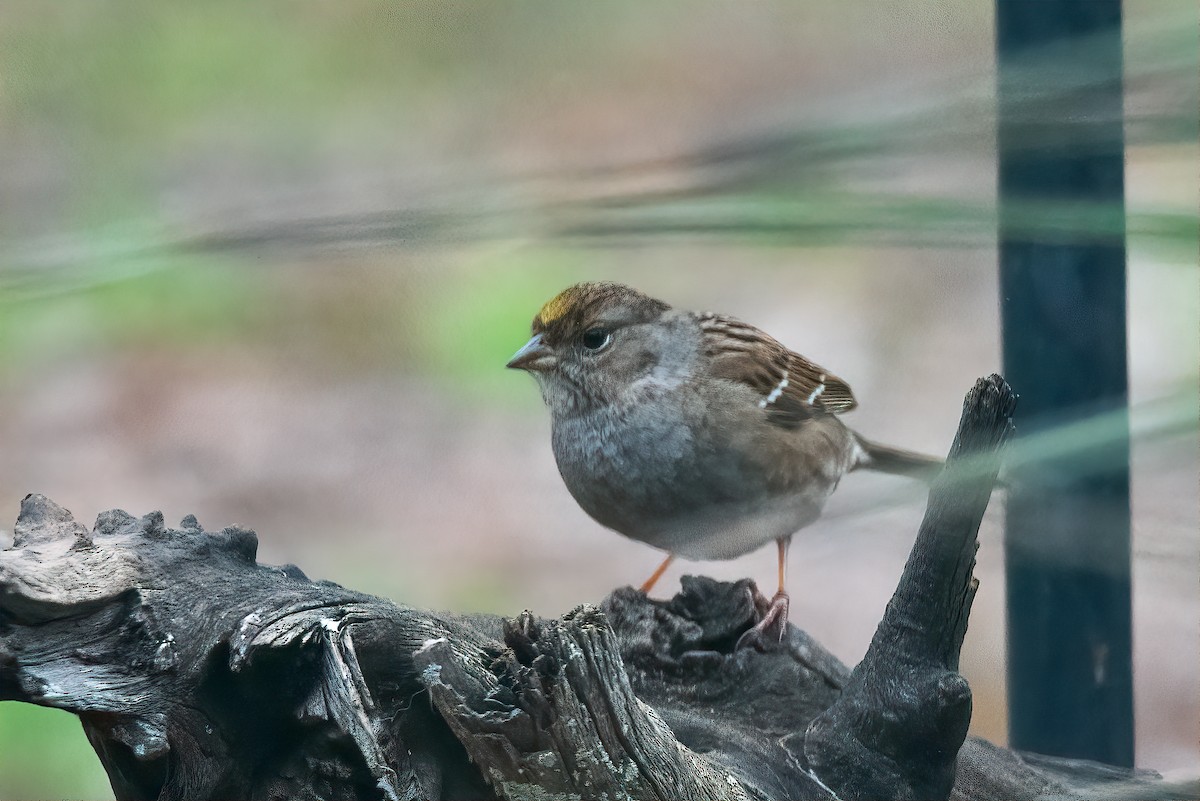 Golden-crowned Sparrow - ML630512489