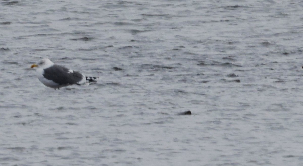 Lesser Black-backed Gull - ML630512713