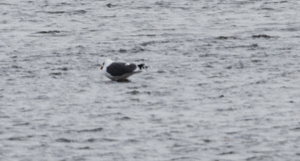 Lesser Black-backed Gull - ML630512729
