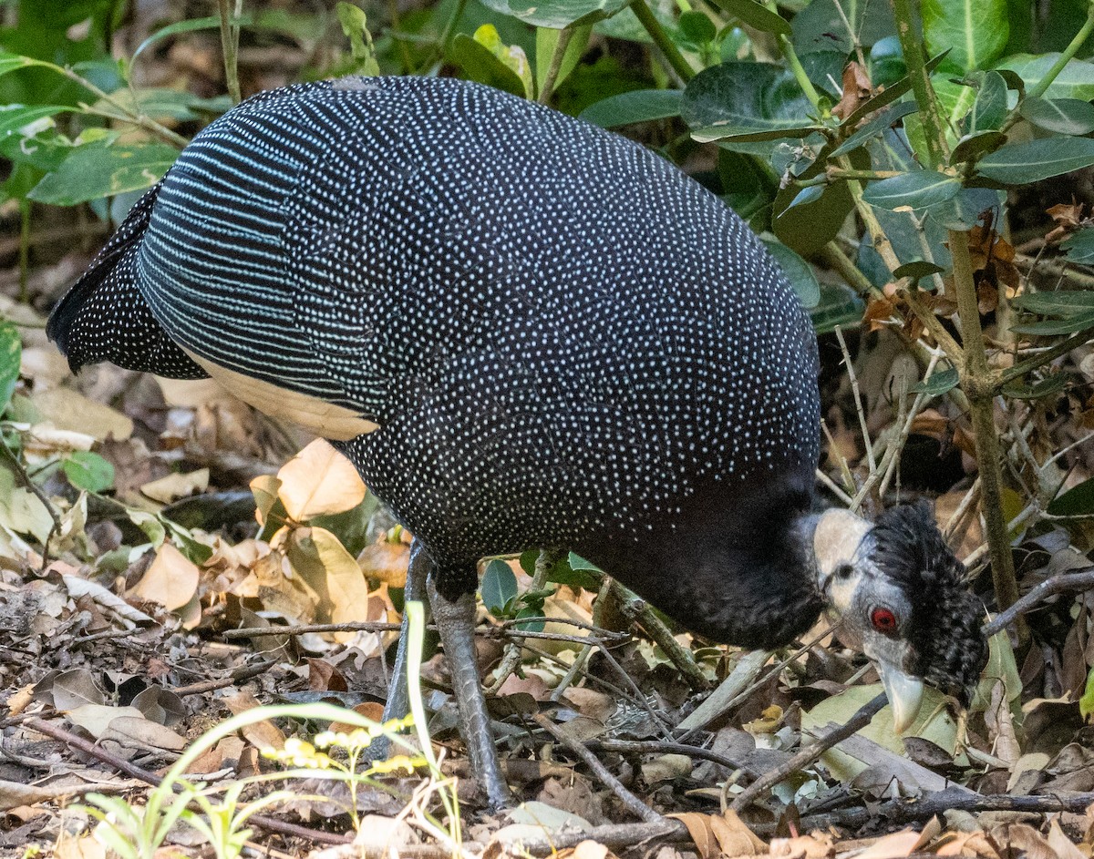 Southern Crested Guineafowl - ML630512765