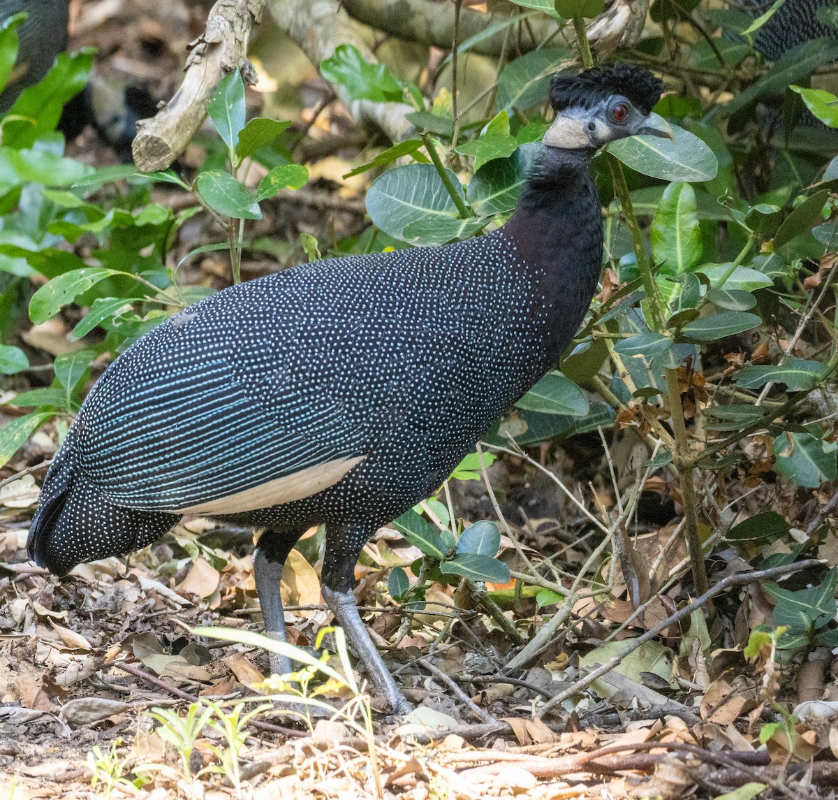 Southern Crested Guineafowl - ML630512766