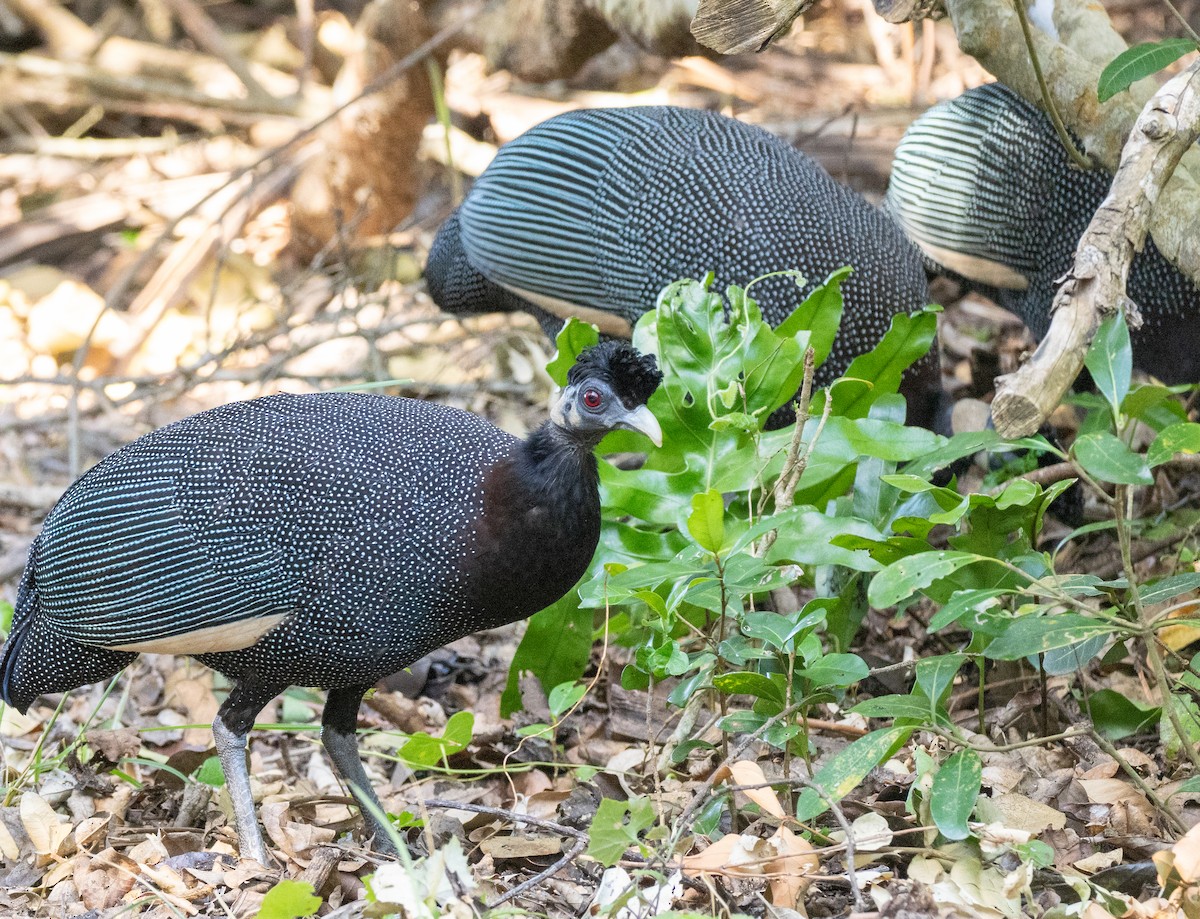 Southern Crested Guineafowl - ML630512767