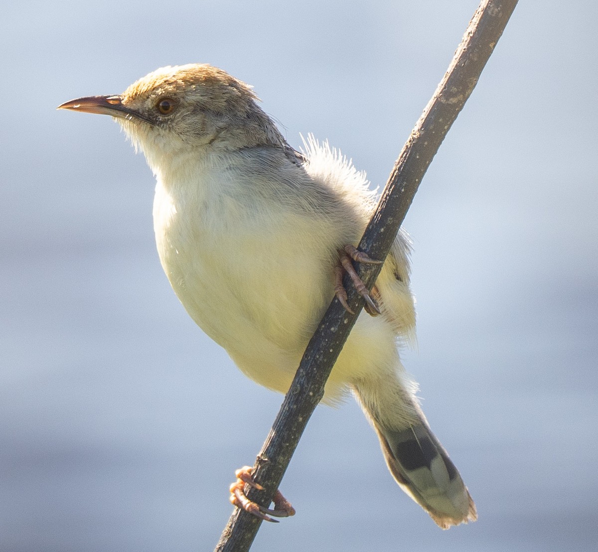 Rufous-winged Cisticola - ML630512774